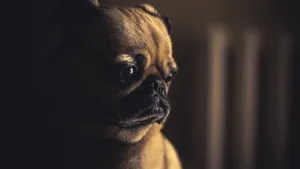 Sad Aesthetic Pug Dog Wallpaper