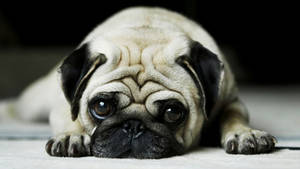 Sad Baby Animal Pug Wallpaper