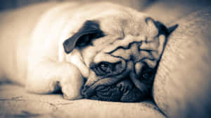 Sad Face Pug Dog Wallpaper