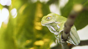 Sad Looking Pale Green Frog Wallpaper