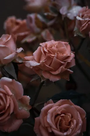 Sad Vibes Pink Roses Wallpaper