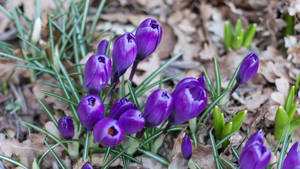 Saffron Crocus Bulbs In Daylight Wallpaper