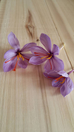 Saffron Crocus On Wood Wallpaper