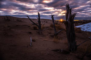 Sahara's Barren Trees Wallpaper