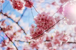 Sakura Pink Flowers Aesthetic Wallpaper