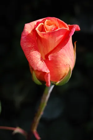 Salmon Orange Rose Wallpaper
