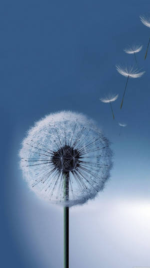 Samsung Full Hd Dandelion Wallpaper