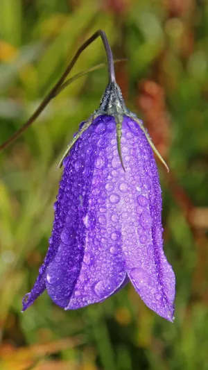 Samsung Galaxy S7 Edge Purple Bellflower Wallpaper
