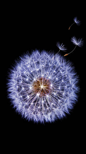 Samsung Galaxy S9 Dandelion Flower Wallpaper