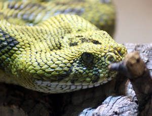 San Diego Zoo Mountain Viper Wallpaper