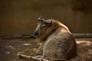 San Diego Zoo Tibetan Takin Wallpaper