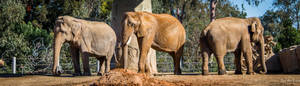 San Diego Zoo Trio Of Elephants Wallpaper