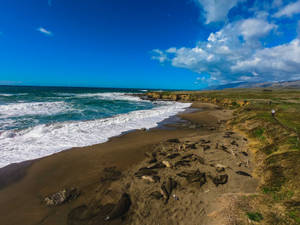 San Simeon Seals Wallpaper