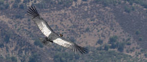 Santiago Chile Bird Wallpaper