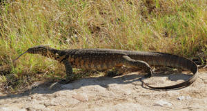 Sauntering Rosenberg's Monitor Lizard In Midday Heat Wallpaper