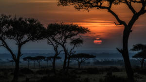 Savannah Silhouette Africa 4k Wallpaper