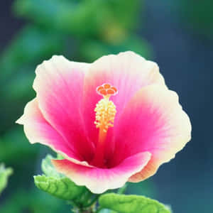 Say Hello To The Trendy & Colorful Ipad From Apple Wallpaper