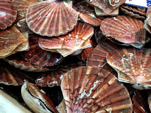 Scallops Pile Of Brown Shells Wallpaper