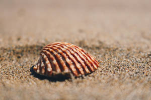 Scallops Shell On Sand Wallpaper