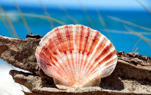 Scallops Shell Pink Aesthetic On Driftwood Wallpaper