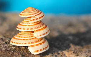 Scallops Shell Stack On Ground Wallpaper