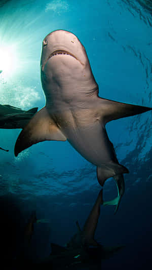 Scary Black Shark In Deep Ocean Wallpaper