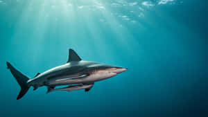 Scenic Massive Black Shark Wallpaper