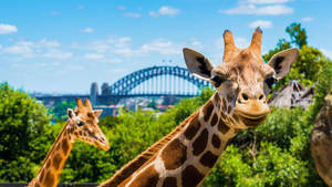 Scenic Photo Of Sydney's Taronga Zoo Wallpaper