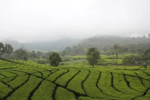 Scenic View Of The Rancabali Tea Plantation In Bandung Wallpaper