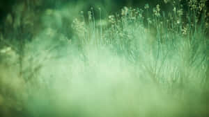 Scirpus Plant Sage Green Laptop Wallpaper
