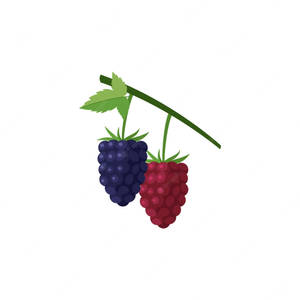 Scrumptious Loganberry Illustration Wallpaper