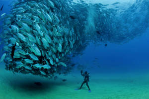 Scuba Diving Diver Facing School Of Tuna Fish Wallpaper