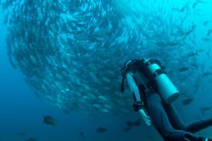 Scuba Diving Fish In Circles Wallpaper