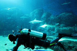 Scuba Diving Inside Sharks Aquarium Wallpaper