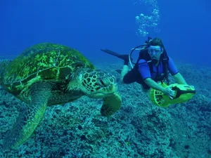 Scuba Diving With Giant Sea Turtle Wallpaper