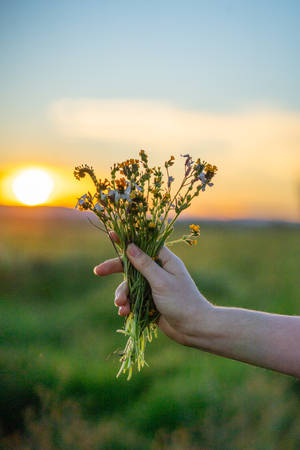 Sea Lavenders Flower Bouquet At Sunrise Wallpaper