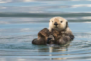Sea Otter Relaxingin Water.jpg Wallpaper
