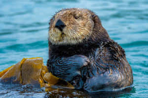 Sea Otter Relaxingwith Kelp.jpg Wallpaper