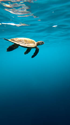 Sea Turtle Clear Water Iphone Wallpaper