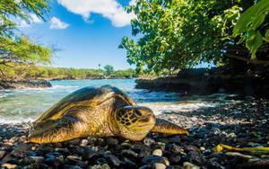 Sea Turtle Crawling On Stones Wallpaper