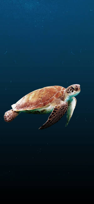 Sea Turtle Side View Iphone Wallpaper