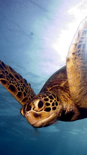 Sea Turtle Swimming Down Iphone Wallpaper