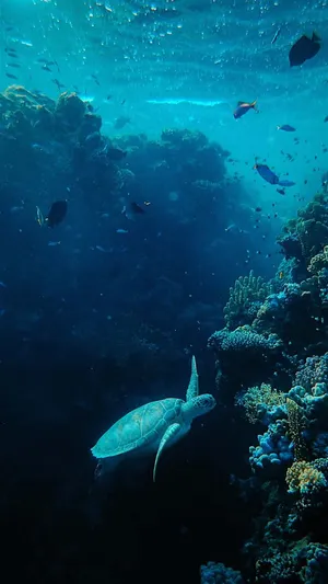 Sea Turtle Swimming Fish Iphone Wallpaper