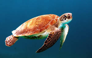 Sea Turtle With Brown Bony Shell Wallpaper