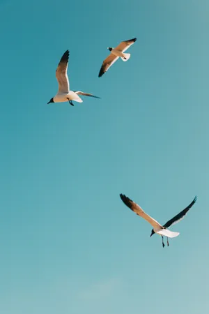 Seagull Bird Iphone Background Image Wallpaper