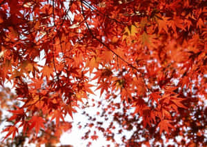 Seasonal Autumn Leaves Red Wallpaper