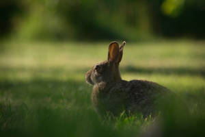 Selective Focus Bunny Photo Shot Wallpaper