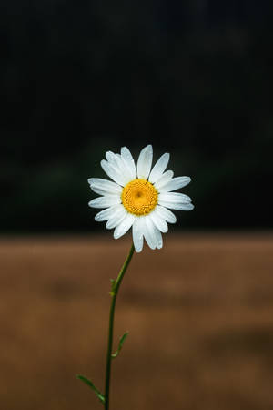 Selective Focus Daisy Wallpaper