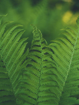 Selective Focus Shot Of Fern Wallpaper