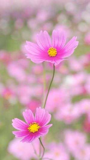 Selective Spring Flower Iphone Wallpaper